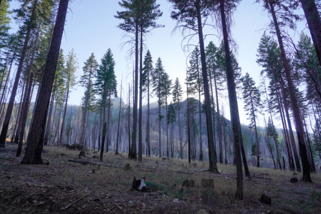 Plumas National Forest