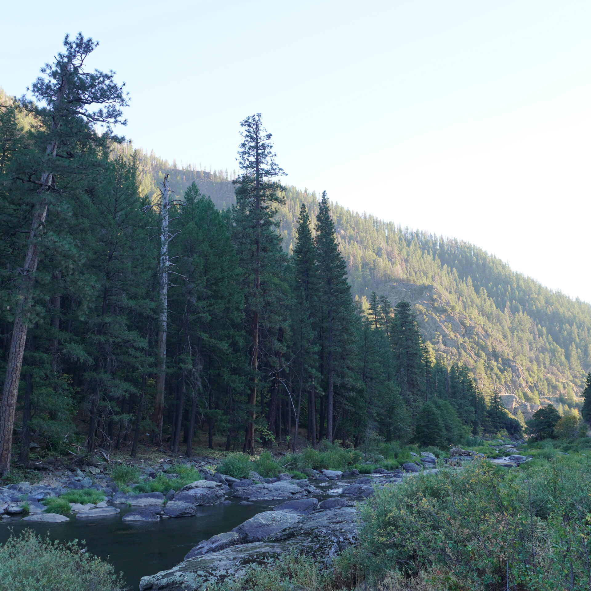 Plumas National Forest